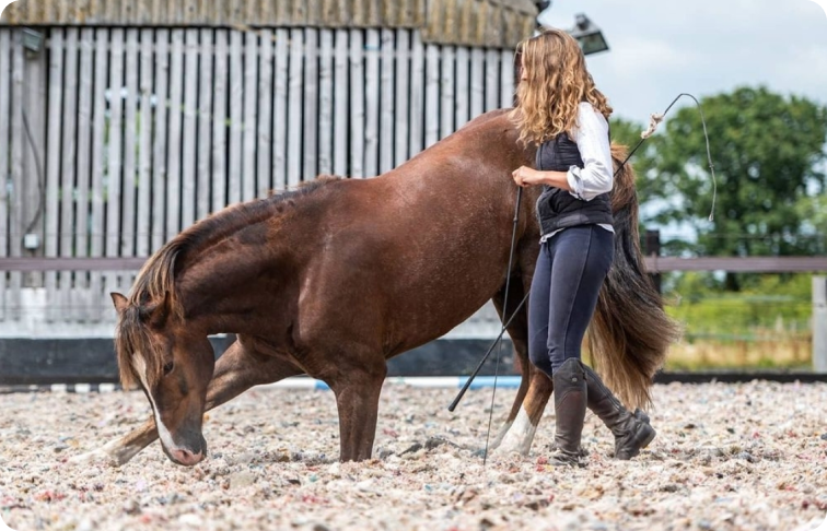 Liberty Training with your Horse